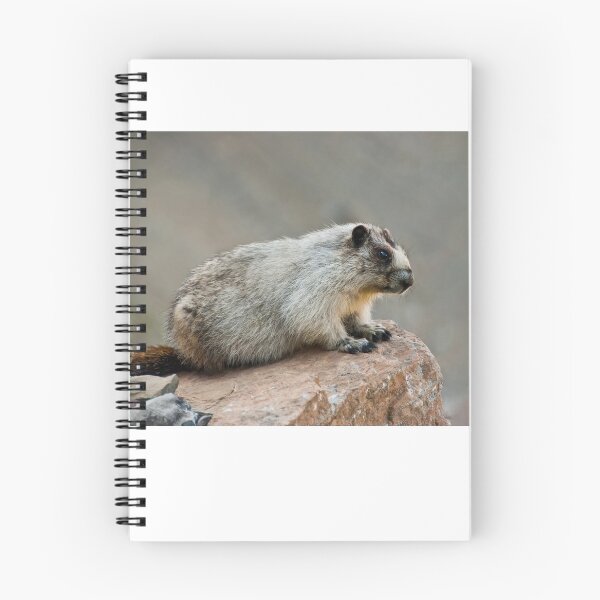 Item preview, Hoary Marmot on a Boulder designed and sold by Jeff Goulden Photography.