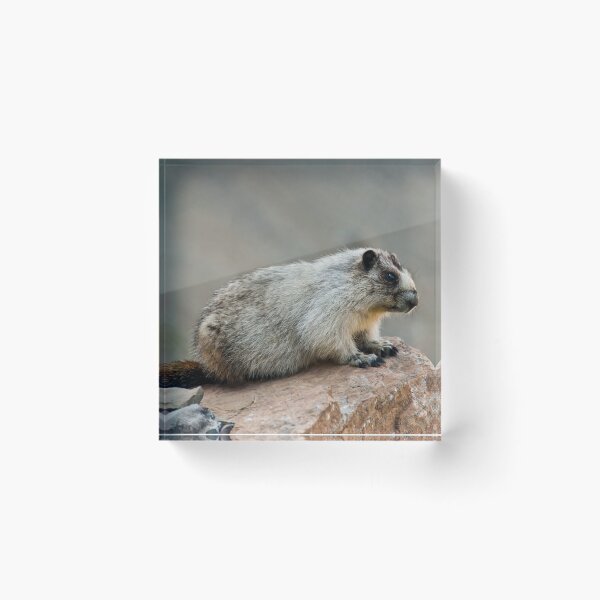 Item preview, Hoary Marmot on a Boulder designed and sold by Jeff Goulden Photography.