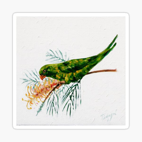 A Scaly-breasted Lorikeet Perched on a Flowering Grevillea Branch Sticker