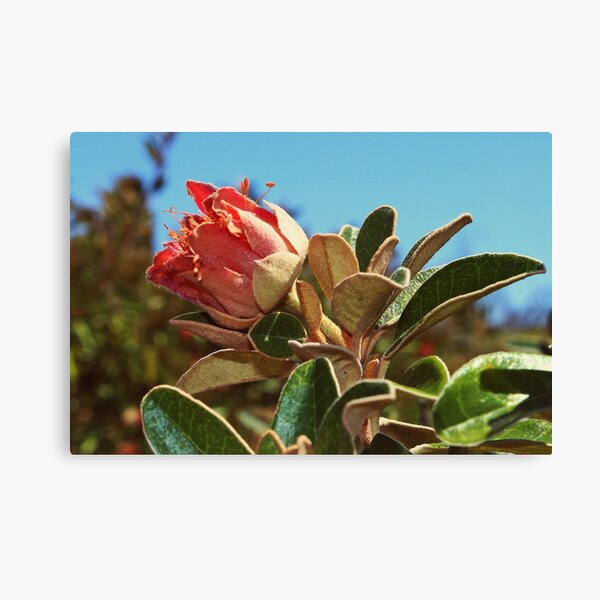 Item preview,  The Wild Murchison Rose designed and sold by myraj.
