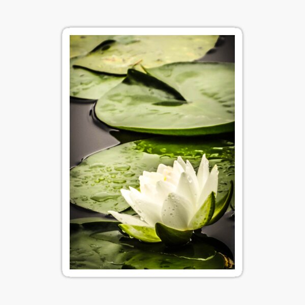 Lily Pads in a Pond || Photography Sticker