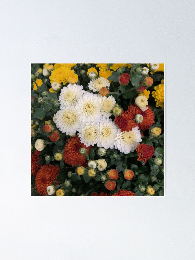 "Euro Poms" Poster for Sale by Beardeaux Redbubble