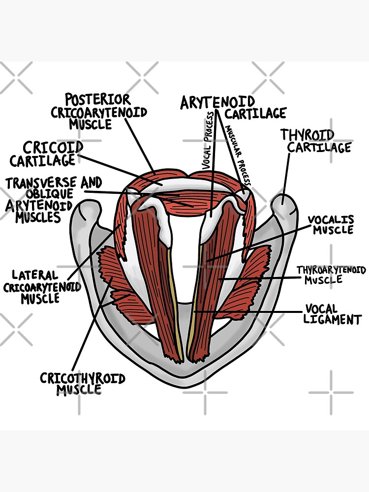 Superior Larynx View Poster For Sale By Kru22 Redbubble 7442