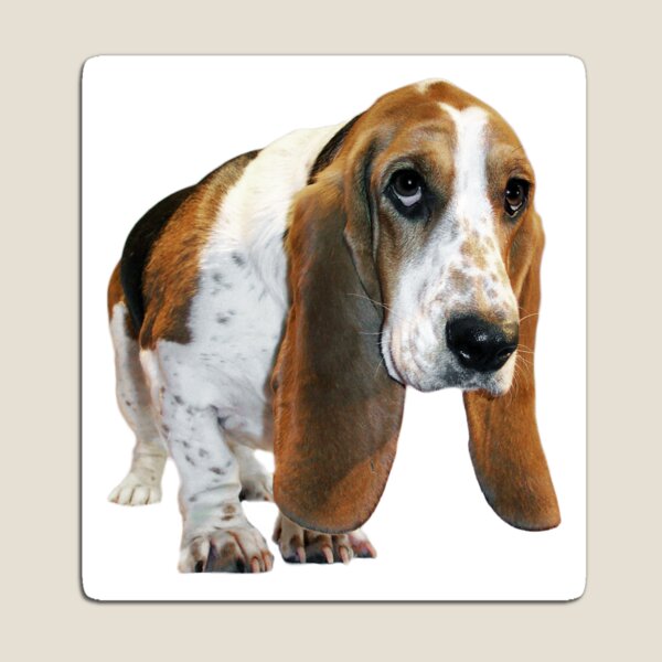 Basset waddle Magnet