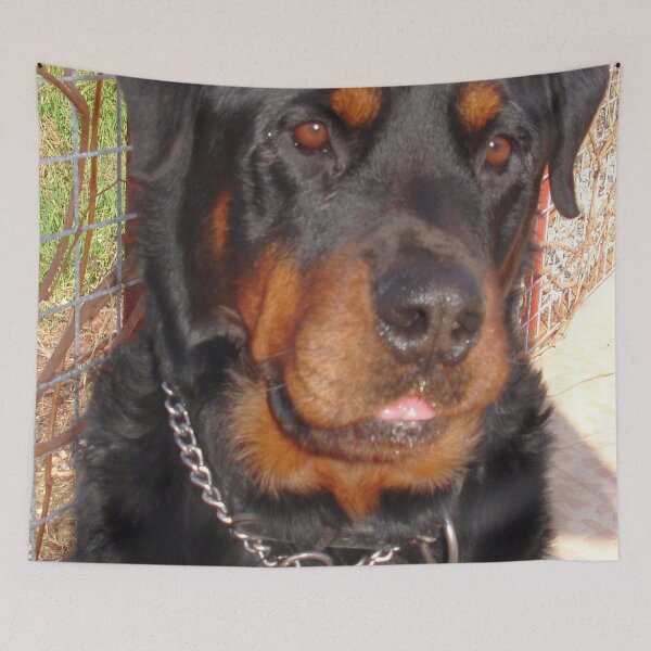 Item preview, Mature Male Rottweiler Photo Portrait designed and sold by taiche.