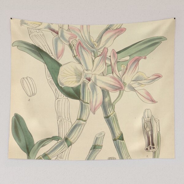 Item preview, Dendrobium polyanthum (as Dendrobium nobile var. pallidiflorum) Curtis' 83 (Ser. 3 no. 13) pl. 5003 (1857) designed and sold by EsotericBotanic.