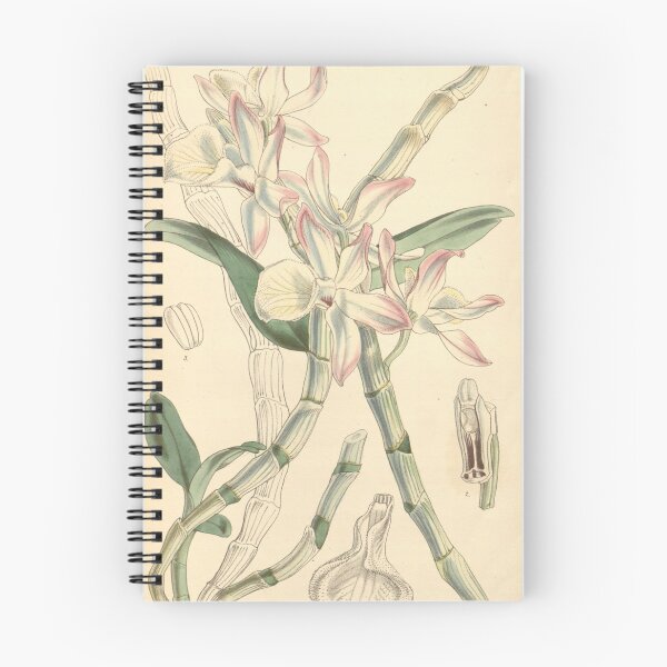 Item preview, Dendrobium polyanthum (as Dendrobium nobile var. pallidiflorum) Curtis' 83 (Ser. 3 no. 13) pl. 5003 (1857) designed and sold by EsotericBotanic.