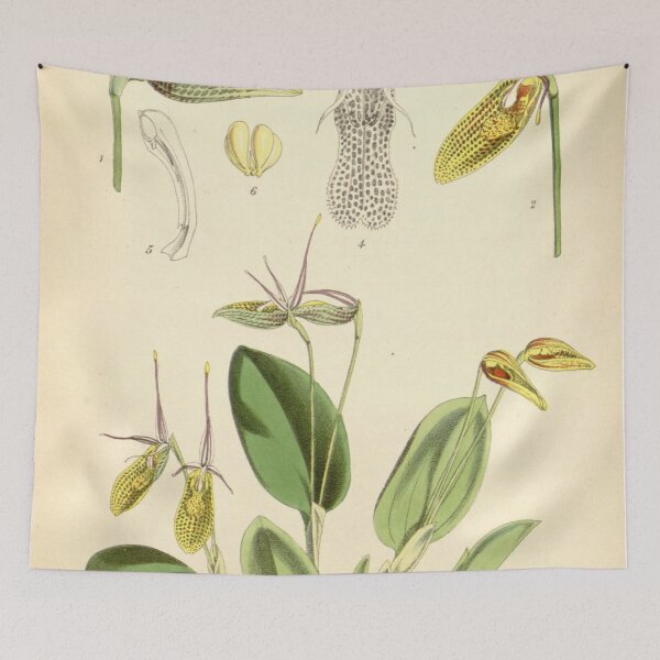 Item preview, Restrepia elegans Curtis' 98 (Ser. 3 no. 28) pl. 5966 (1872) designed and sold by EsotericBotanic.