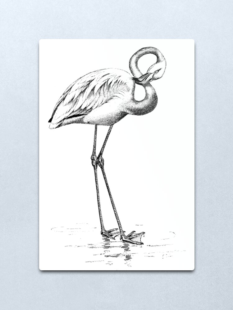 Impression Metallique Illustration D Oiseau Flamant Rose Retro Des Annees 1800 Image D Oiseaux Flamants Noir Et Blanc Par Silverspiral Redbubble