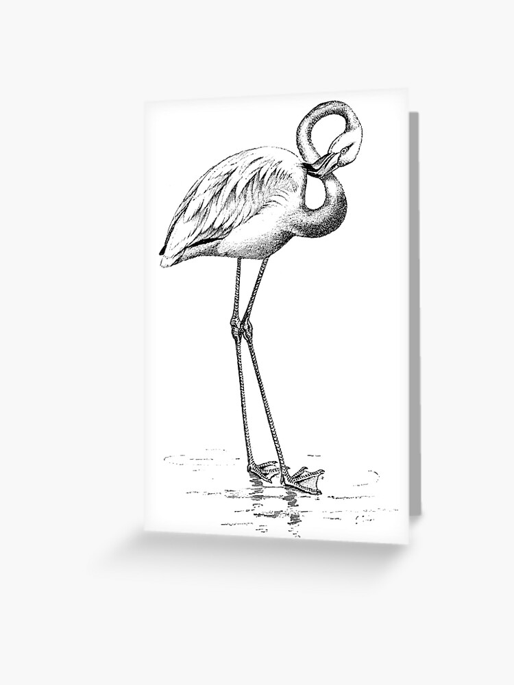 Carte De Vœux Illustration D Oiseau Flamant Rose Retro Des Annees 1800 Image D Oiseaux Flamants Noir Et Blanc Par Silverspiral Redbubble