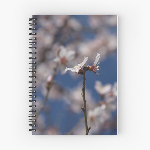 Item preview, Almond Blossom in Jerusalem designed and sold by DanaLauraPhoto.