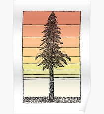 Coastal Redwood Sunset Sketch Poster