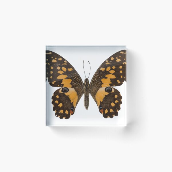 Item preview, Papilio_Demoleus_Suedasia_Butterling_ designed and sold by Ingo Gerlach.
