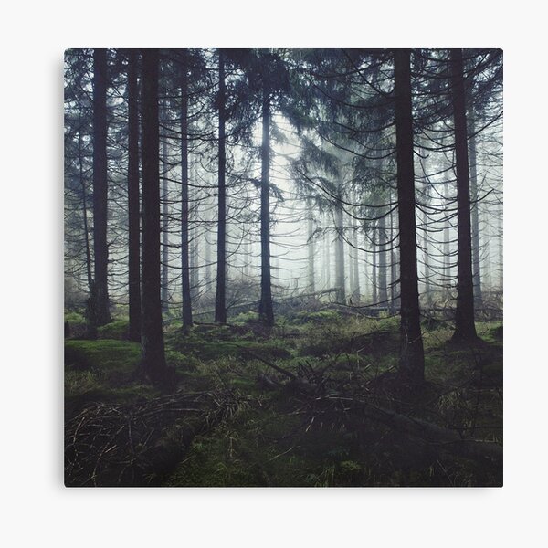 Through The Trees Canvas Print