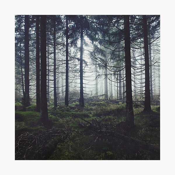 Through The Trees Photographic Print