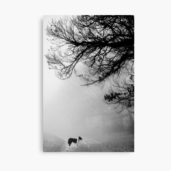 Dog in the mist. Canvas Print
