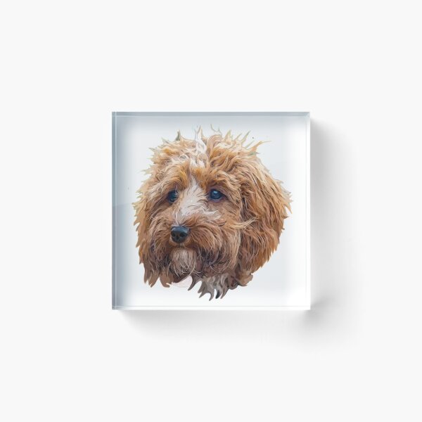 Item preview, Cockapoo Art Gorgeous Brown and White Doodle Dog designed and sold by Labradoodlesetc.