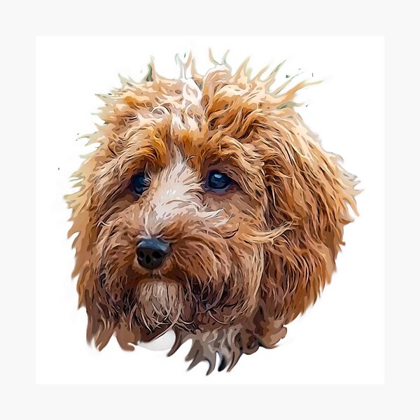 Item preview, Cockapoo Art Gorgeous Brown and White Doodle Dog designed and sold by Labradoodlesetc.