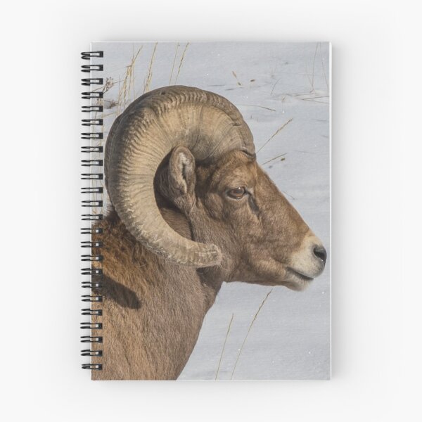 Item preview, Bighorn Ram designed and sold by May Finch.
