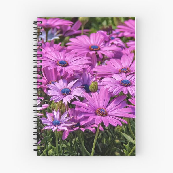 Item preview, Osteospermum designed and sold by PhotosByHealy.
