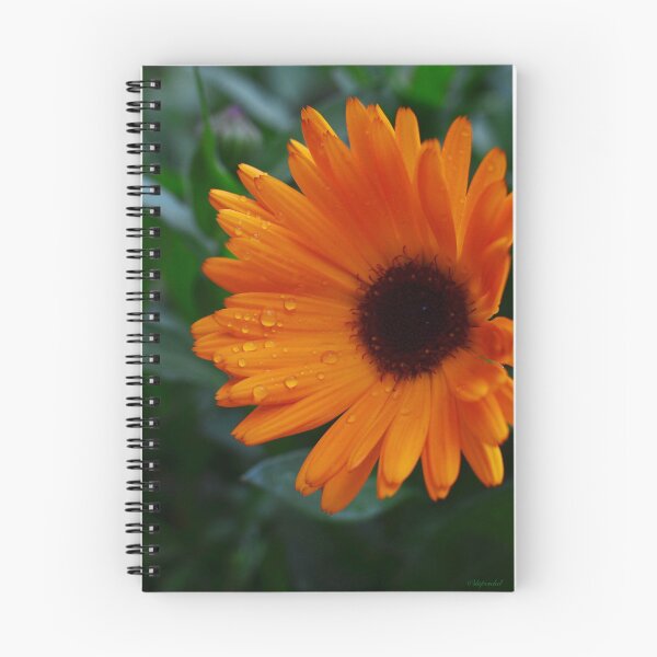 Item preview, Calendula Dew Drops designed and sold by Tdcc2000.