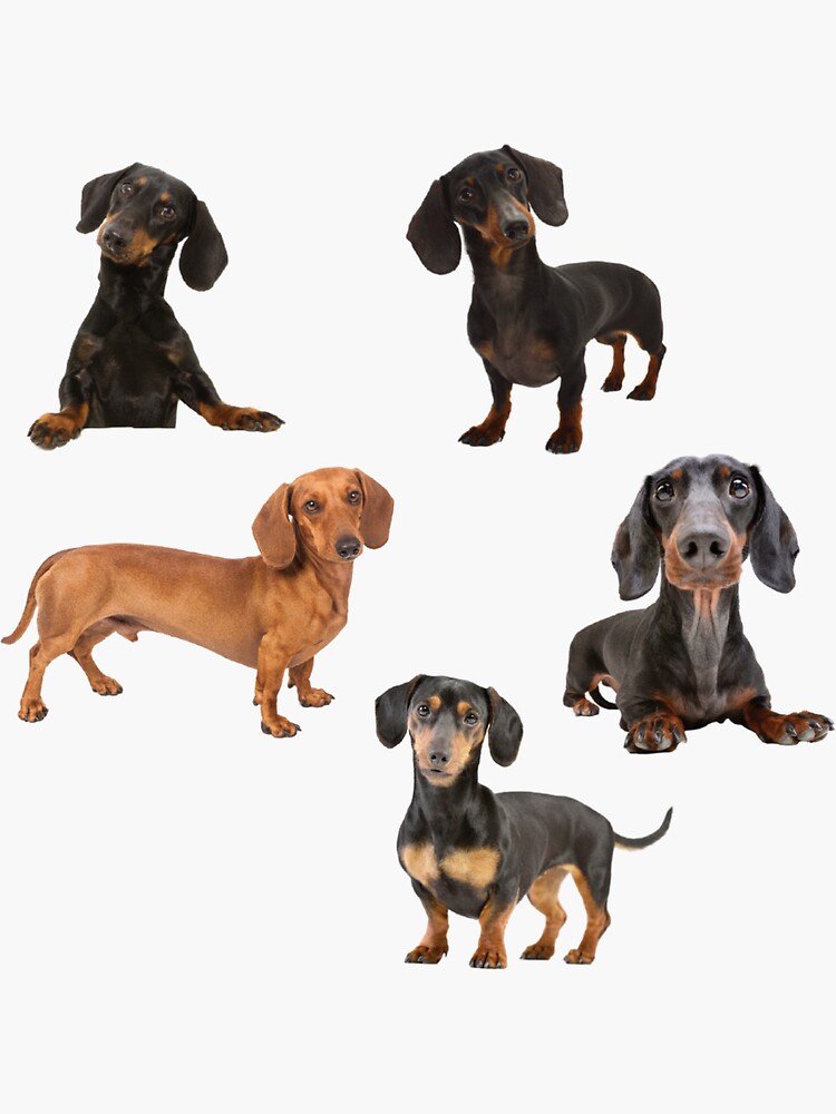 dachshund stickers bundle by familyartz