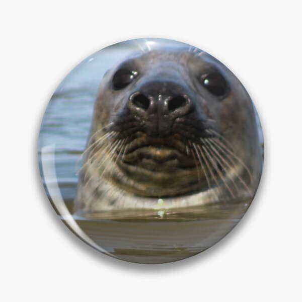 Item preview, Grey Seal at Newburgh, Scotland designed and sold by beavo.