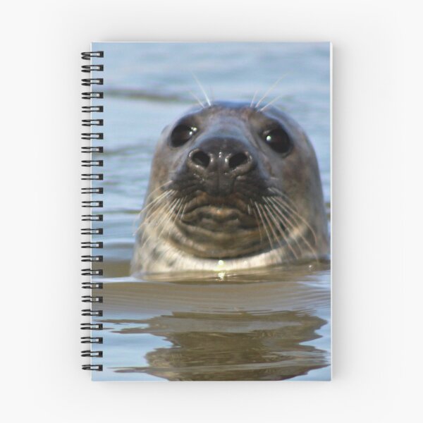 Item preview, Grey Seal at Newburgh, Scotland designed and sold by beavo.