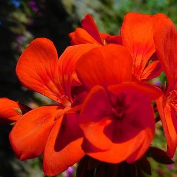 Artwork thumbnail, Red Geranium by AbnormalLoad