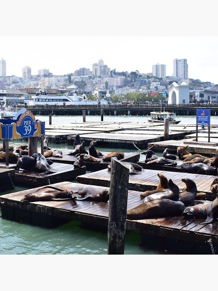 Premium Photo  Sea lions sunning on barge at pier 39 san francisco