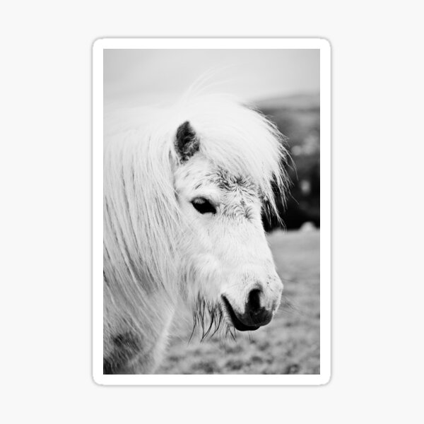 Blue Belle the Mini Shetland Pony (Black & White) Sticker