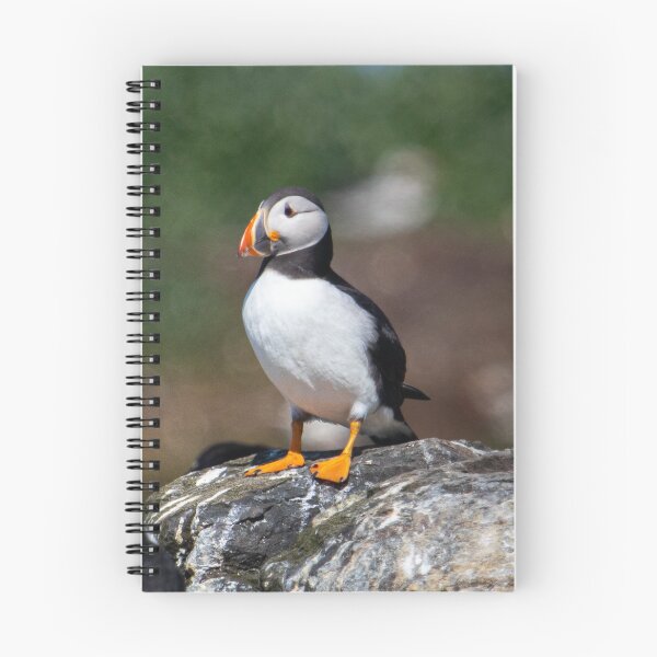 Item preview, A Puffin stood on a rock designed and sold by Wilphotography.