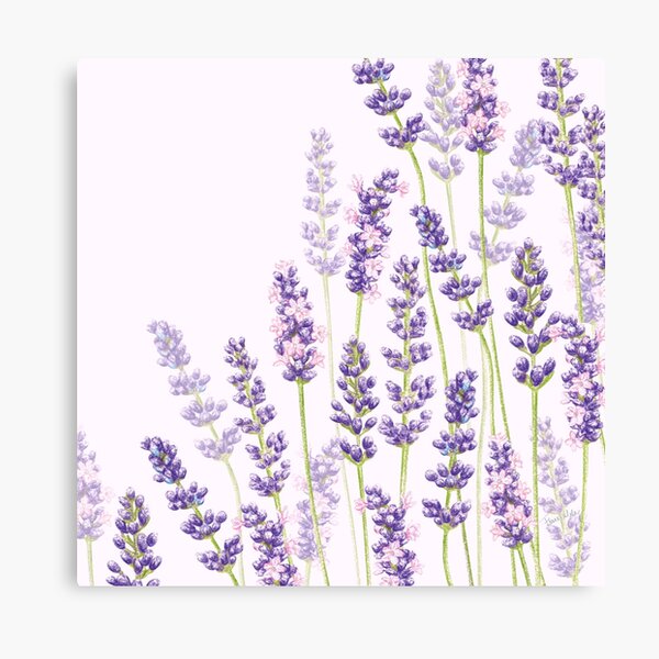 Lavender Fancy - Purple Flowers Canvas Print