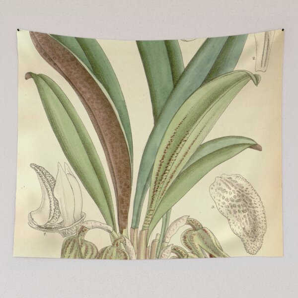 Item preview, Masdevallia leontoglossa Curtis' 118 (Ser. 3 no. 48) pl 7245 (1892) designed and sold by EsotericBotanic.