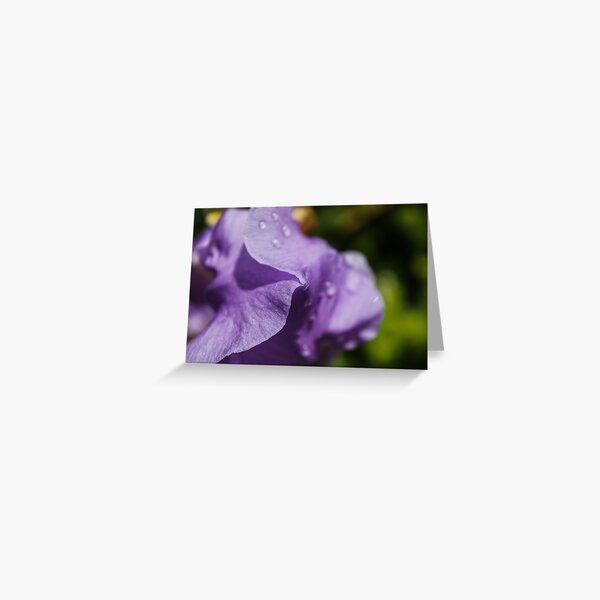 Irish flower petals close up Greeting Card