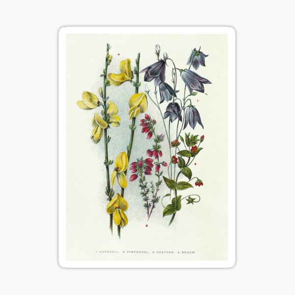 Vintage Harebell And Others Print Sticker