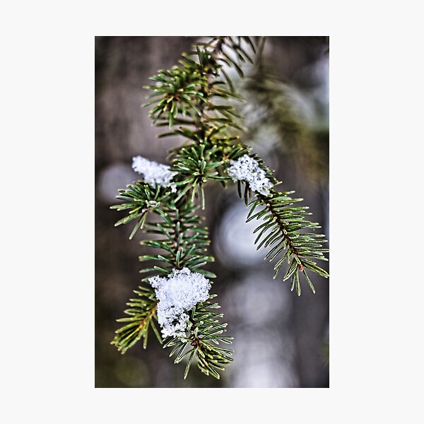 Item preview, Snow on Pine designed and sold by ADM  Photography.