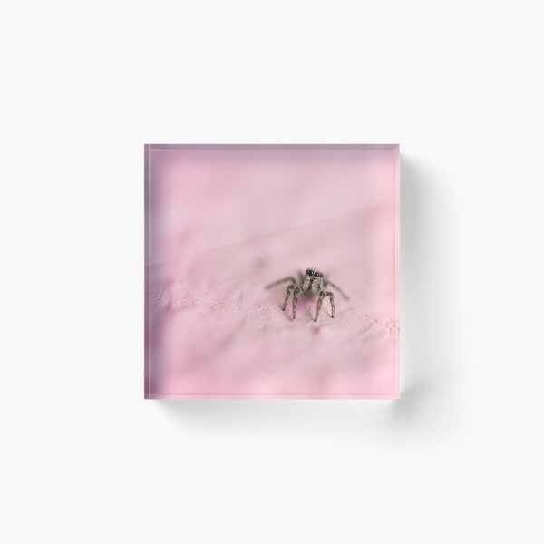 Item preview, Curious little zebra spider. designed and sold by SeanPics.