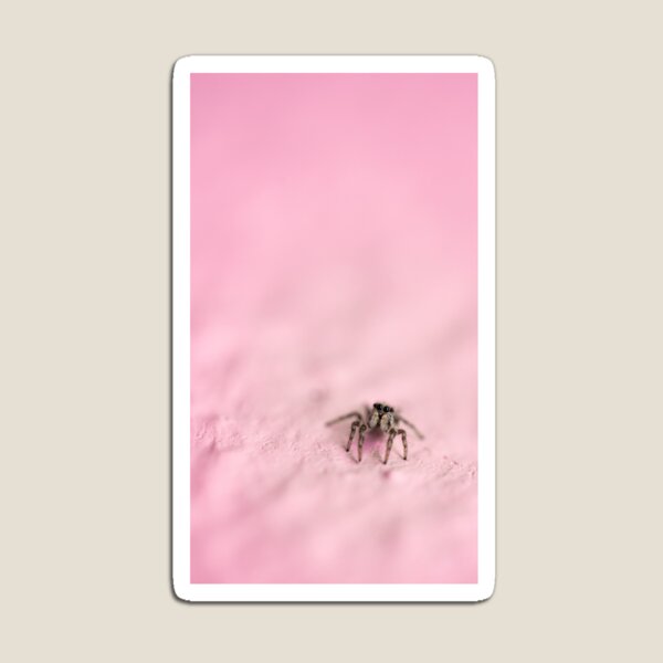 Item preview, Curious little zebra spider. designed and sold by SeanPics.