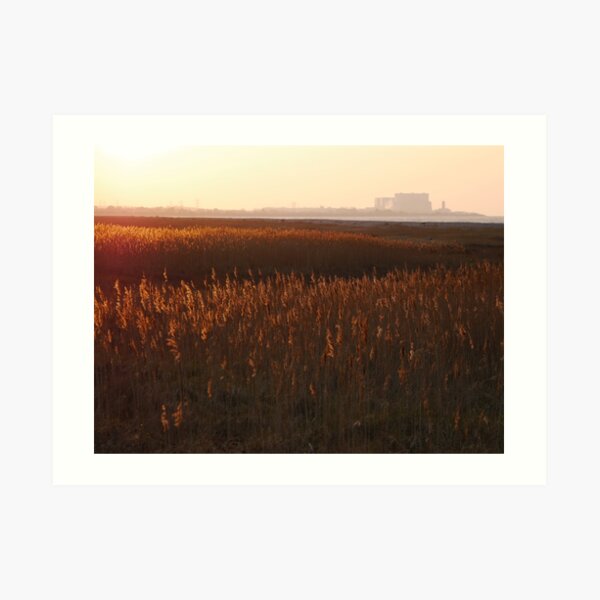 Grasses in the sunset Art Print