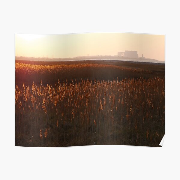 Grasses in the sunset Poster