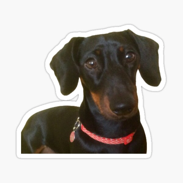 Item preview, “Lovable Layla”.  Love to All Animals . designed and sold by Angela Haig-Harrison.