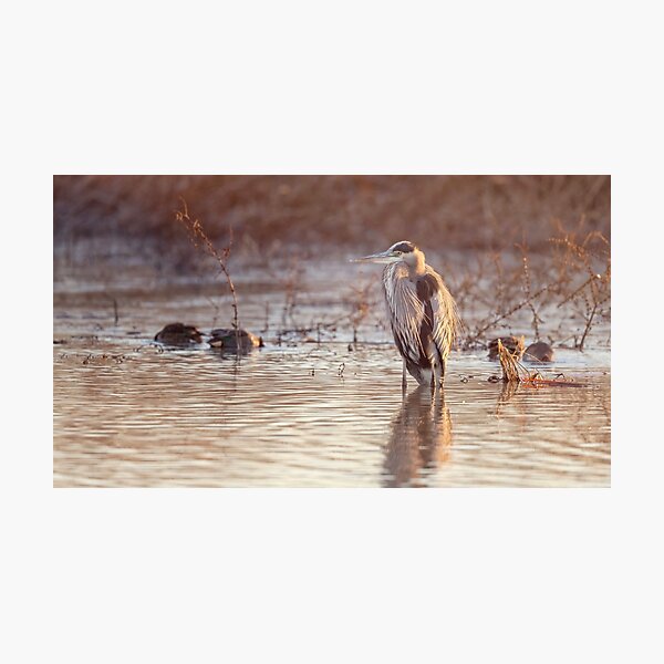 Item preview, Early Morning Heron Hagerman National Wildlife Refuge designed and sold by PhotoArt by Joan Carroll.