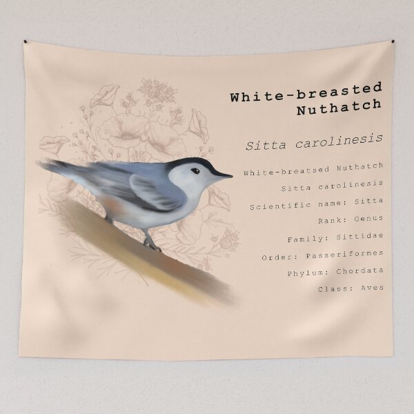 Item preview, Nuthatch Bird Vintage print.  designed and sold by faztheartnoob.