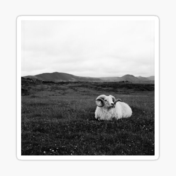 Icelandic Ram Sticker