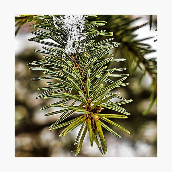Item preview, Close up Pine designed and sold by ADM  Photography.