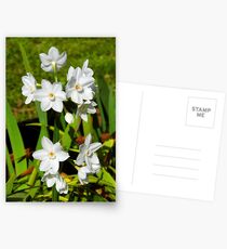 My Amazing Little Paper Whites Postcards