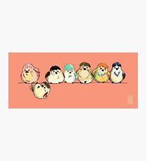 Baebsae Birds Photographic Print