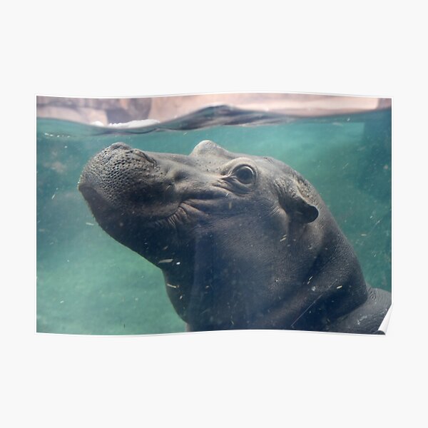 Fiona the Hippo at the Cincinnati Zoo Poster