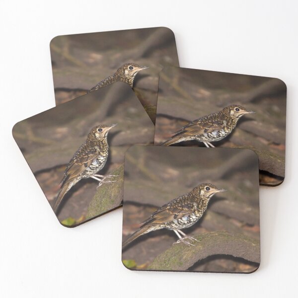 Item preview, Bassian Thrush ~ Seldom Seen designed and sold by Robert Elliott.